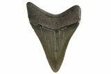 Juvenile Megalodon Tooth - Georgia #332805-1